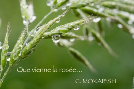 Que vienne la rosée…– C.Mokaiesh–mai 2020 (©Céline Lajeunie)